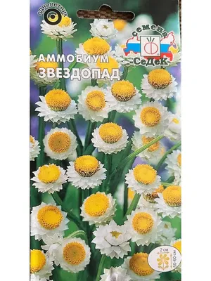 Семена цветов\"Аммобиум крылатый\" (ID#614889036), цена: 5 ₴, купить на  Prom.ua
