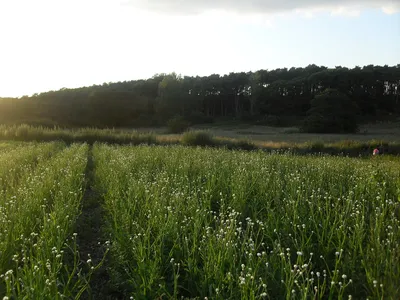 Аммобиум крылатый фото Выращивание из семян видео Посадка и уход в открытом  грунте