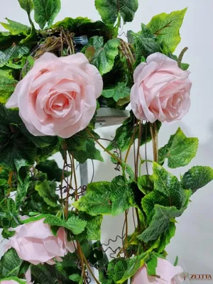 Ампельные розы - 70 фото