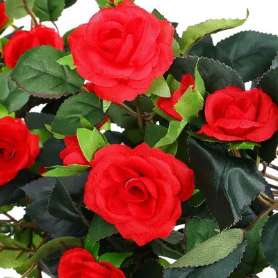 Роза плетистая ампельная Красная 7 веток 60см купить в 55опторг (АВС0820К)  по цене 337.50 руб.