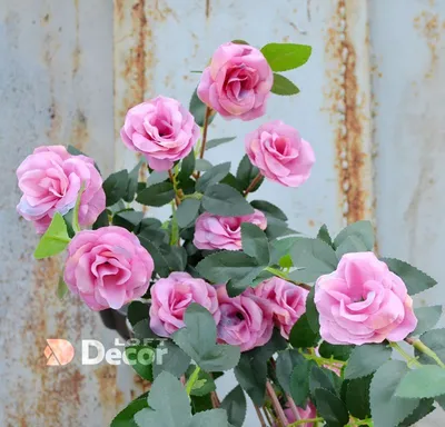 Ампельные розы - 70 фото