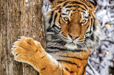 Пазл амурский тигр - разгадать онлайн из раздела \"Животные\" бесплатно