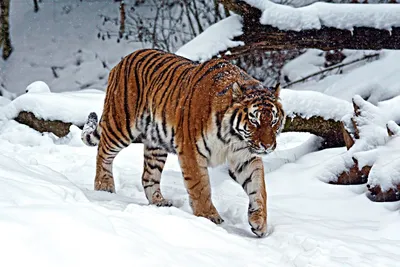 По итогам первого полугодия РСХБ перечислил более 11 млн. руб. на проекты  по защите амурского тигра