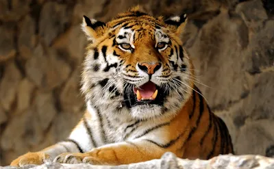 Популяция амурского тигра в России выросла почти вдвое за 12 лет - Новости  РГО