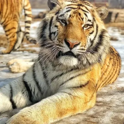 В Хабаровском крае начали проверку из-за обезглавленного тигра — РБК