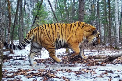 Амурский тигр в снегу,в полный …» — создано в Шедевруме