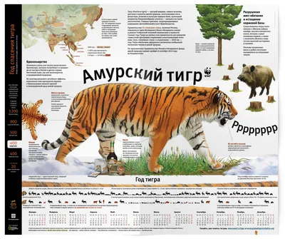 В Московском зоопарке появился амурский тигр – Москва 24, 27.07.2016