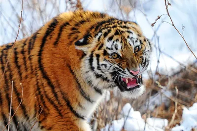 У нее сильный ангел-хранитель». Что известно о нападении тигра на женщину в  Приморье - Газета.Ru