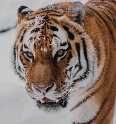 Как зимует Амурский тигр. — Oleg Bogdanov на TenChat.ru