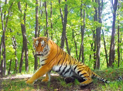 Амурский тигр - Кошачьи | Некоммерческий учебно-познавательный  интернет-портал Зоогалактика