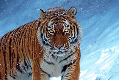 Амурскому тигру больше не грозит исчезновение, заявили в WWF России - РИА  Новости, 02.09.2021