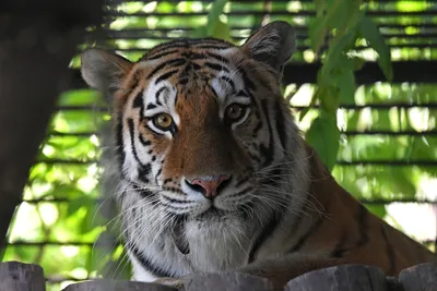 Кабан должен спасти людей от амурского тигра - «Экология России»