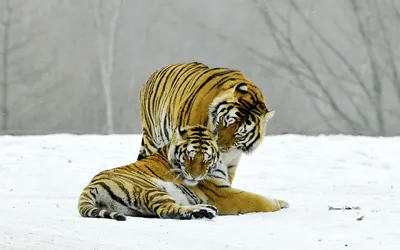 Амурский тигр — Зоопарк Садгород