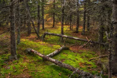 Зеленый ковер уральского леса. Фотограф Гордейко Анна