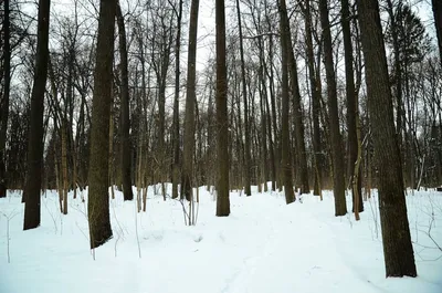 Анна в лесу