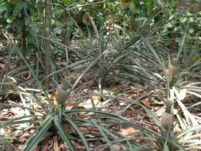 After this video, you will stop eating Pineapples! - YouTube