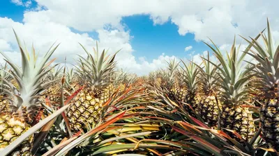 Ананас комнатный - Ananas. Уход за комнатным ананасом