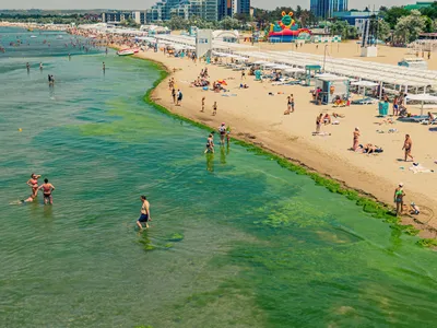 В Анапе снова пытаются очистить «цветущее море». Экоактивисты выступали  против