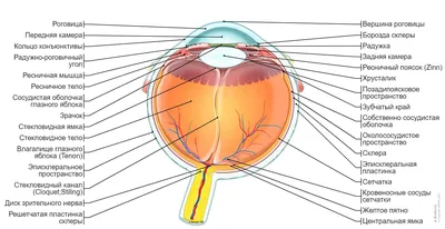 Глаз иллюстрации : нормальная анатомия | e-Anatomy