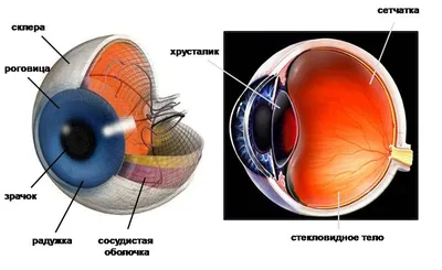 СТРОЕНИЕ ГЛАЗА - Yusupov A.