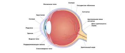 Строение глаза и функционирование зрительной системы