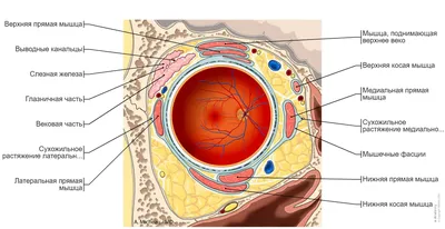 Глаз иллюстрации : нормальная анатомия | e-Anatomy