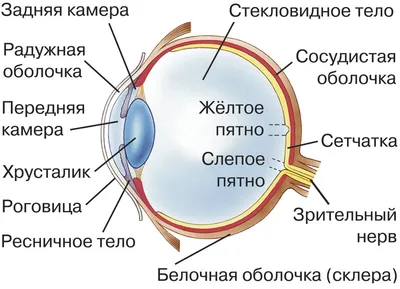 Строение глаза у кошек и собак | ZooVision