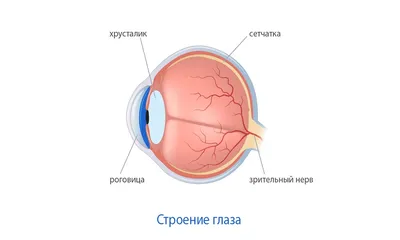 Разрешение человеческого глаза в несколько раз лучше любой камеры смартфона  | А ты знал? | Дзен