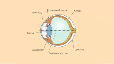 Роговица глаза: строение, функции, заболевания и лечение