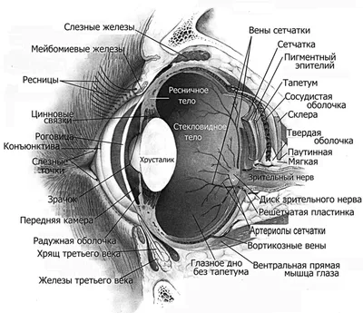 Анатомия Глаза — стоковая векторная графика и другие изображения на тему  Анатомия - Анатомия, Глаз, 2015 - iStock