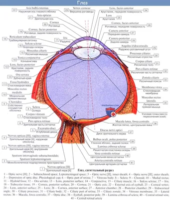 Строение человеческого глаза: анатомия, описание