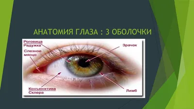 Как видят друзья человека: мир глазами собаки | Эксимер, офтальмологическая  клиника | Дзен