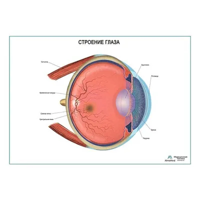 Анатомия: Орган зрения, organum visus. Глаз. Глаза.