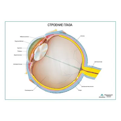 Презентации - Анатомия глаза - АНАТОМИЯ ГЛАЗА : 3 ОБОЛОЧКИ К периферической  части органа зрения - Studocu