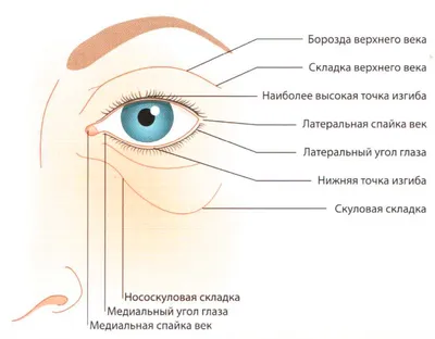 ГЛАЗ — Научно-технический словарь