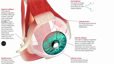 Анатомия глаза человека - строение и мышцы органа зрения