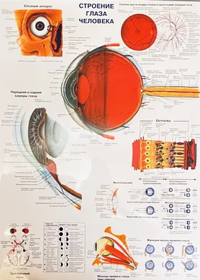 Строение человеческого глаза | Blend4Web