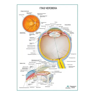 Глаза. Строение глаза | Anatomy sketches, Anatomy art, Anatomy for artists