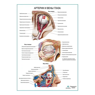 Глаз: строение, камеры, глазное дно (анатомия человека), плакат глянцевый  А2+, плотная фотобумага от 200г/м2 - купить с доставкой по выгодным ценам в  интернет-магазине OZON (285515988)