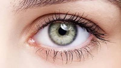 Анатомия глаза с ненормальностями глаза Иллюстрация вектора - иллюстрации  насчитывающей офтальмология, оптически: 131215906