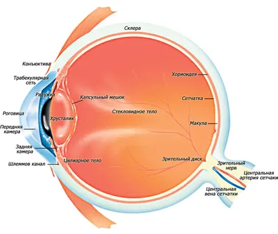 Глаз иллюстрации : нормальная анатомия | e-Anatomy