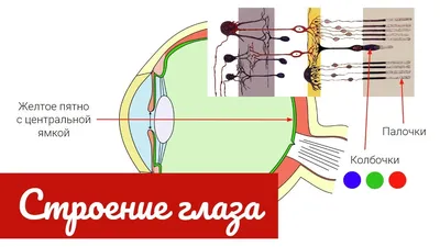 СТРОЕНИЕ ГЛАЗА | Биология ЕГЭ-2024 | ВКонтакте