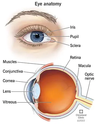 Анатомия глаза с ненормальностями глаза Иллюстрация вектора - иллюстрации  насчитывающей внимательность, орган: 113737239