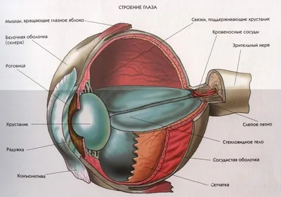 Функции и строение глаза, консультация в Сургуте | МЦ Докторплюс