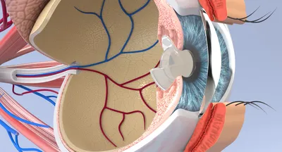 Интраокулярные линзы премиум-класса: Строение глаза