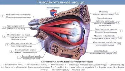 Анатомия глаза человека: строение и функции. Просто и доступно