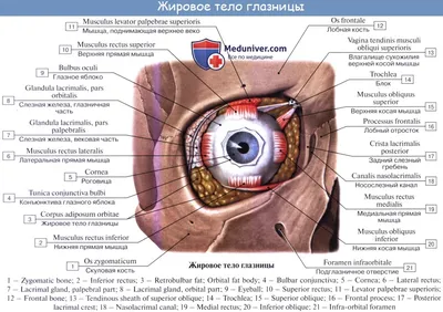 строение глаза | zdrav.kz
