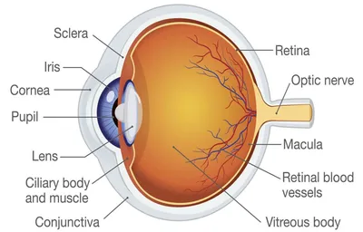 Анатомия глаза - ePuzzle фотоголоволомка