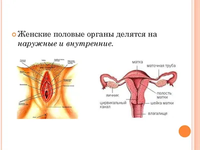 Анатомия женских половых органов (1) - презентация онлайн