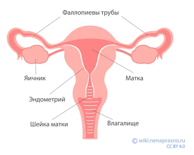 Анатомия женских половых органов Векторное изображение ©Artemida-psy  148929895